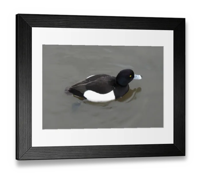 Framed Print : Tufted Duck (Aythya fuligula) Framed Print : Tufted Duck (Aythya fuligula)