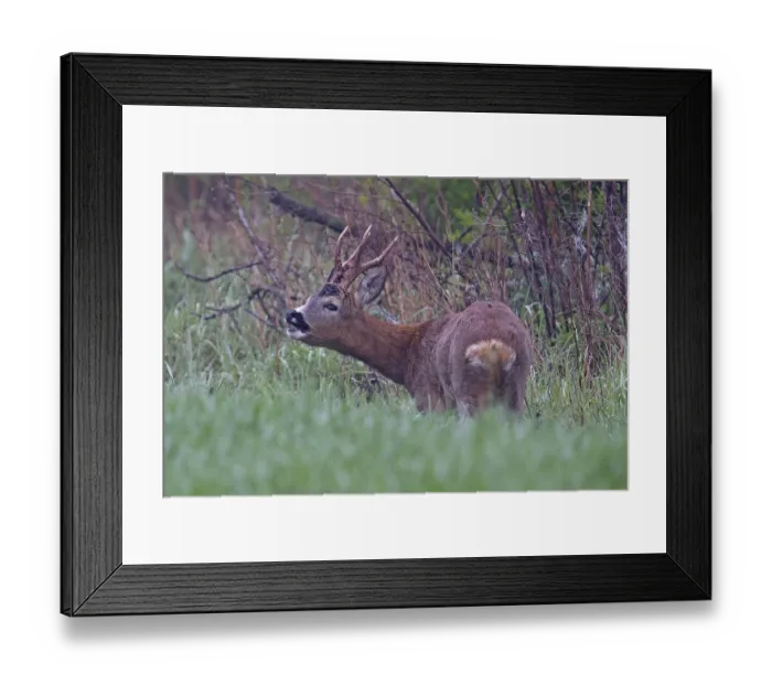 Framed Print : Roe deer (Capreolus capreolus) Framed Print : Roe deer (Capreolus capreolus)