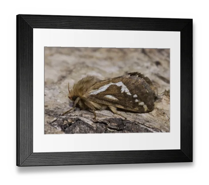 Framed Print : Common swift (moth) (Pharmacis lupulina) Framed Print : Common swift (moth) (Pharmacis lupulina)