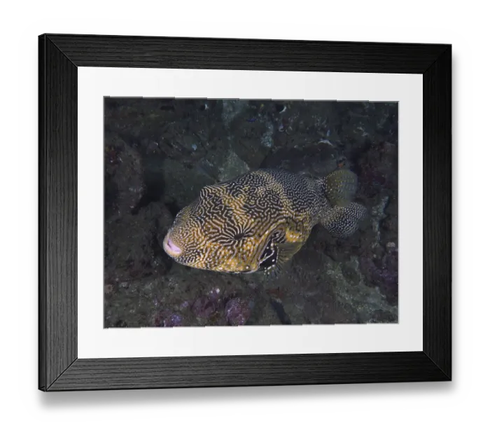 Framed Print : Map pufferfish (Arothron mappa)