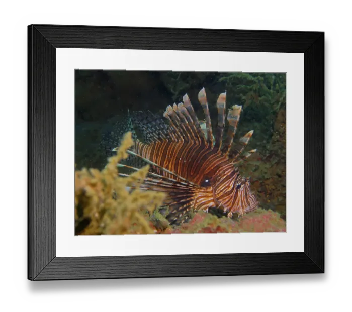Framed Print : Pacific red lionfish (Pterois volitans)