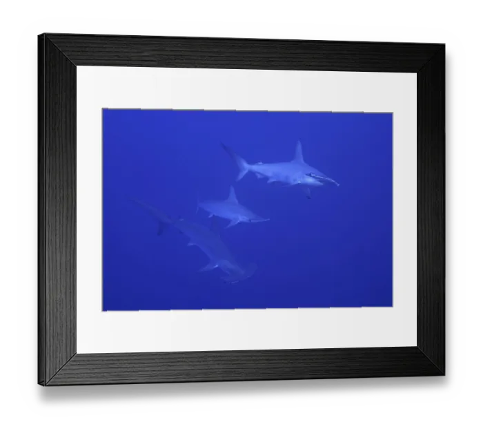 Framed Print : Scalloped hammerhead shark (Sphyrna lewini)