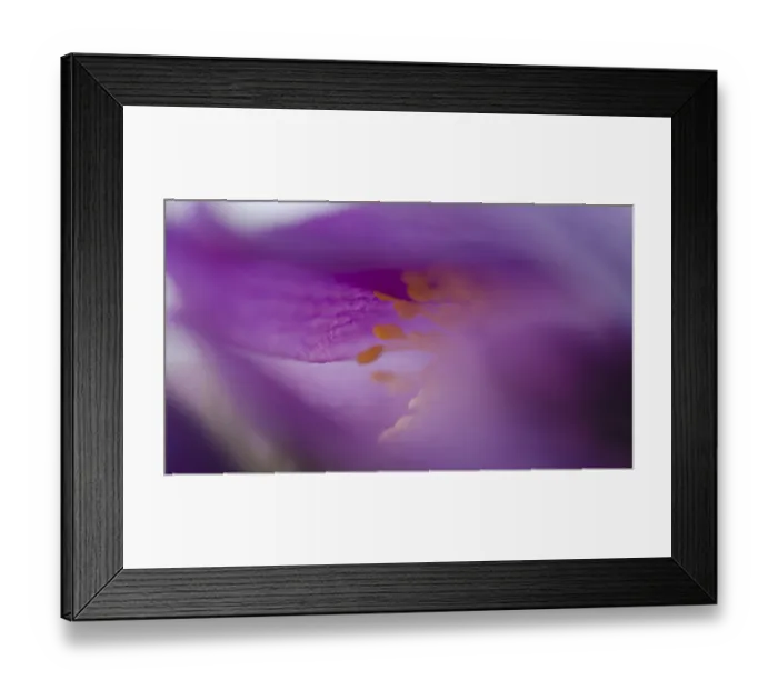 Framed Print : Common pasque flower (Pulsatilla vulgaris)
