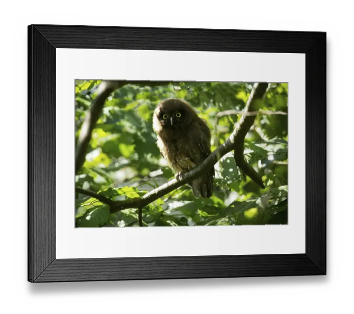 Framed Print : Great horned owl (Aegolius funereus) Framed Print : Great horned owl (Aegolius funereus)