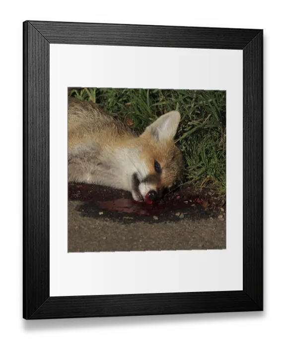 Framed Print : Road casualty (memento mori)