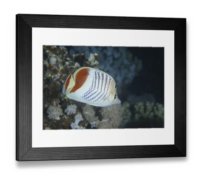 Framed Print : Red Sea butterflyfish (Chaetodon paucifasciatus)