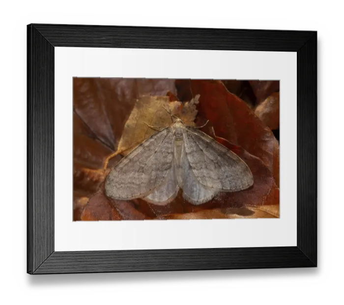Framed Print : Beech frost moth (Operophtera fagata) Framed Print : Beech frost moth (Operophtera fagata)