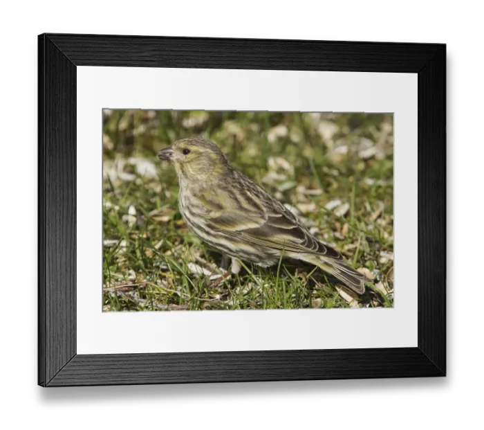 Framed Print : Serinus serinus (Serinus serinus)