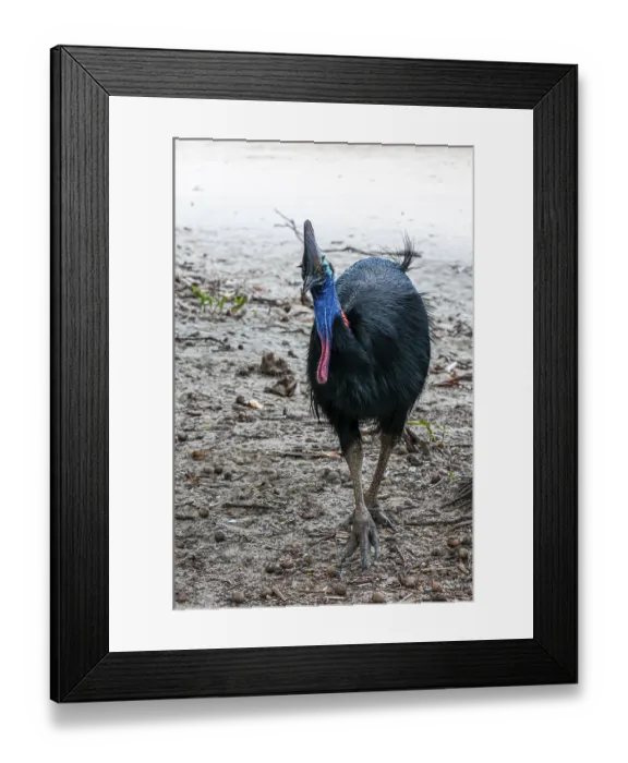 Framed Print : Helmeted Cassowary (Casuarius casuarius) Framed Print : Helmeted Cassowary (Casuarius casuarius)
