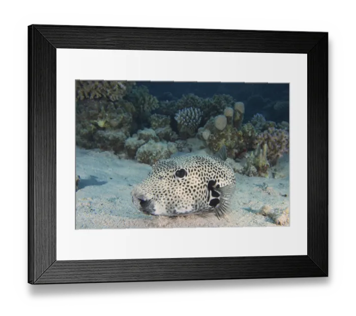 Framed Print : Giant pufferfish (Arothron stellatus)