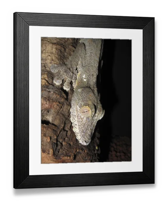 Framed Print : Leaf-tailed gecko (Uroplatus fimbriatus) Framed Print : Leaf-tailed gecko (Uroplatus fimbriatus)