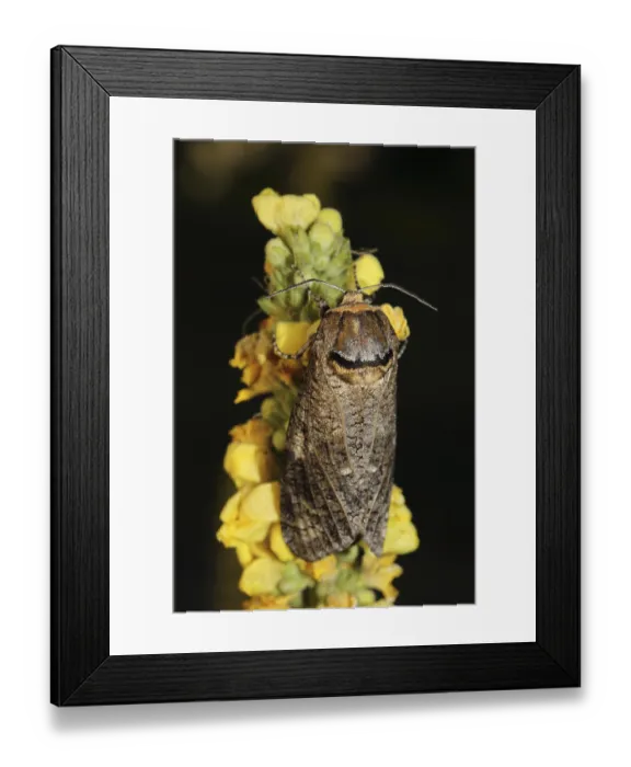 Framed Print : Willow borer (Cossus cossus)