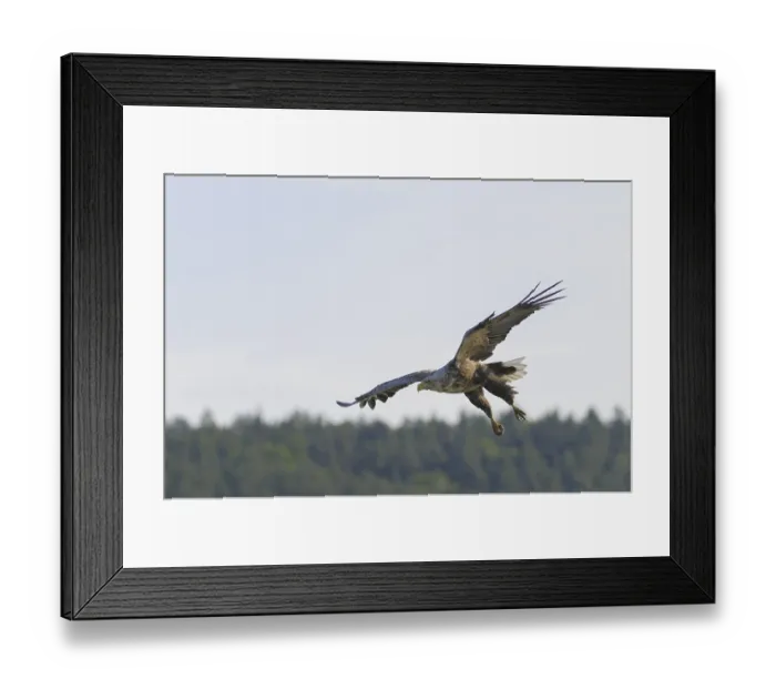 Framed Print : White-tailed eagle (Haliaeetus albicilla)
