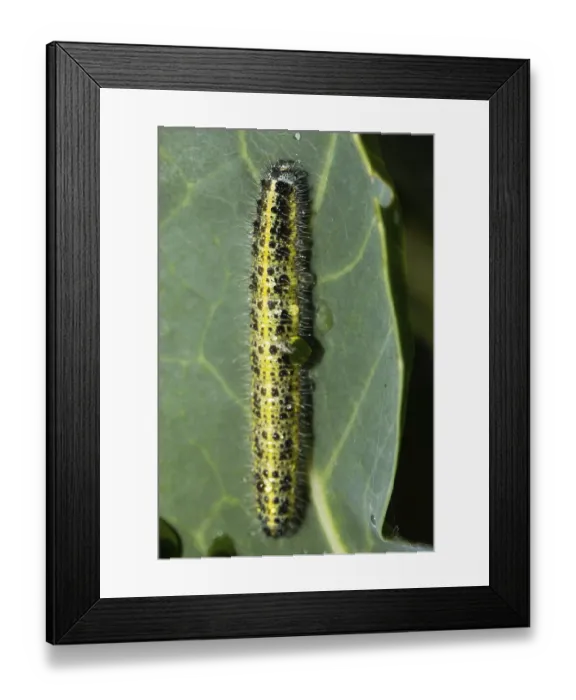 Framed Print : Cabbage butterfly (Pieris brassicae) Framed Print : Cabbage butterfly (Pieris brassicae)