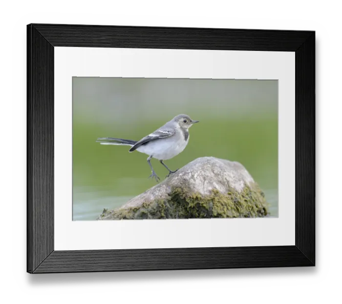 Framed Print : Young white wagtail on the lakeshore (Motacilla alba) Framed Print : Young white wagtail on the lakeshore (Motacilla alba)