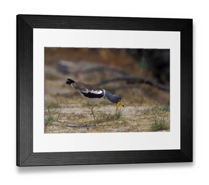 Framed Print : White-crowned lapwing (Vanellus albiceps) Framed Print : White-crowned lapwing (Vanellus albiceps)