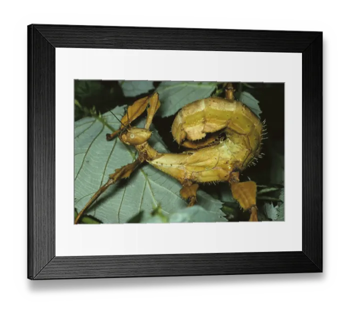 Framed Print : Ghost locust (Extatosoma tiaratum)