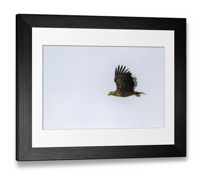 Framed Print : White-tailed eagle (Haliaeetus albicilla)