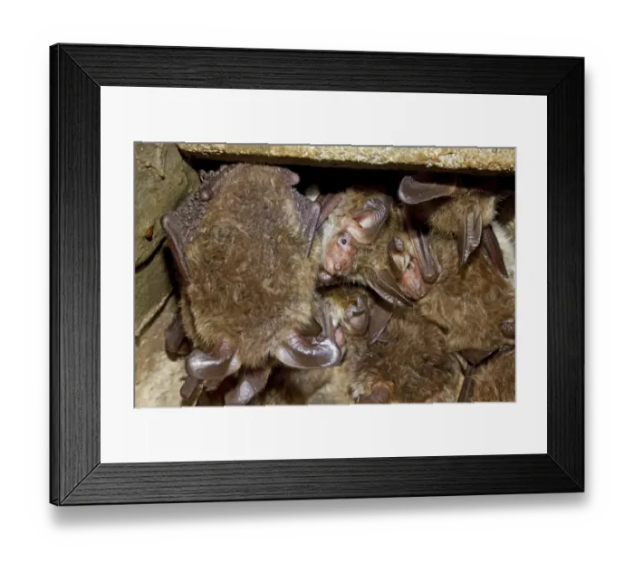 Framed Print : Bechstein's bat (Myotis bechsteinii) Bechstein's bat (Myotis bechsteinii)