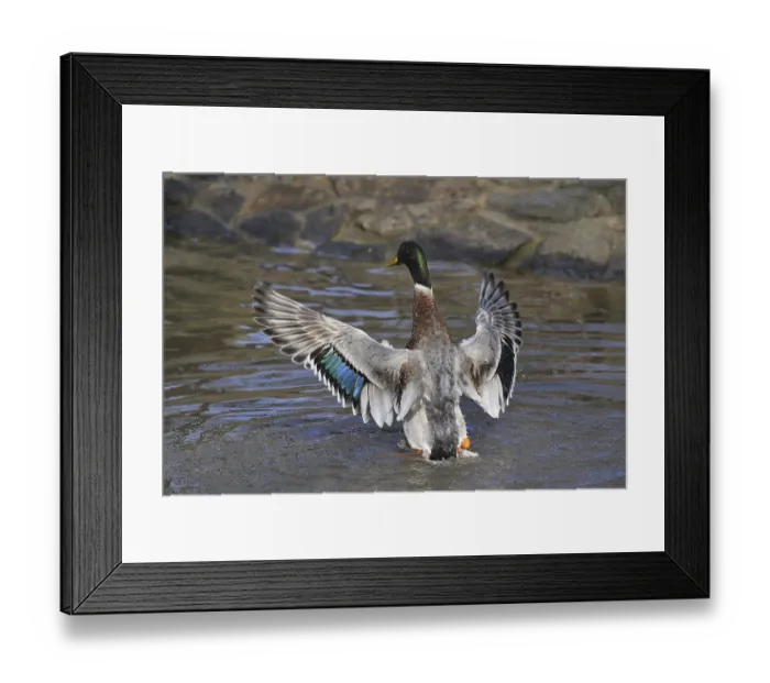 Framed Print : Indian Runner Duck (Anas platyrhynchos domesticus)