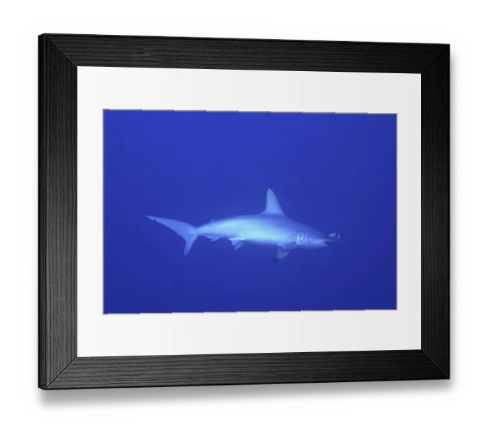 Framed Print : Scalloped hammerhead shark (Sphyrna lewini)