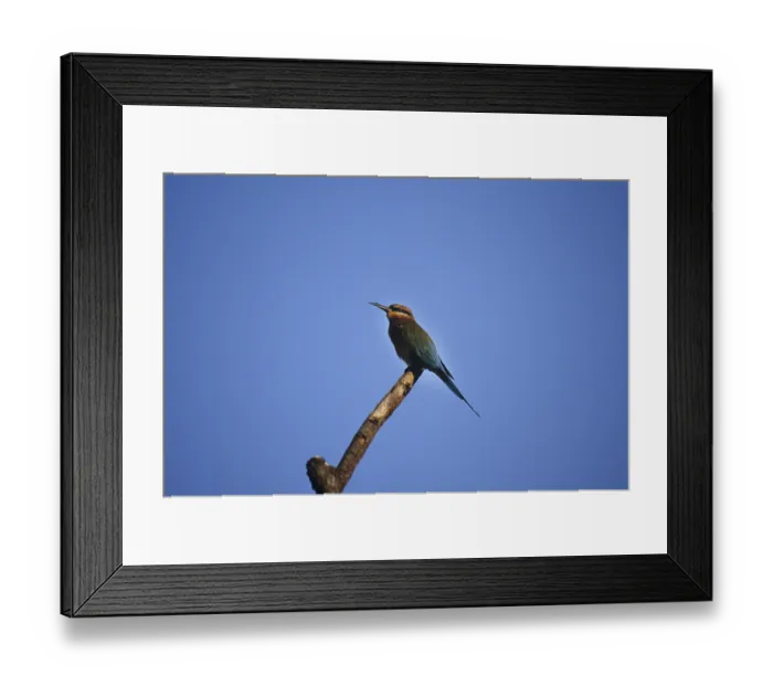 Framed Print : Blue-tailed Bee-eater (Merops philippinus)