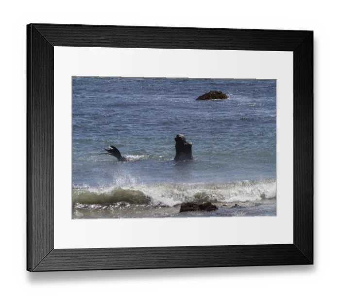 Framed Print : Northern Elephant Seal (Mirounga angustirostris)