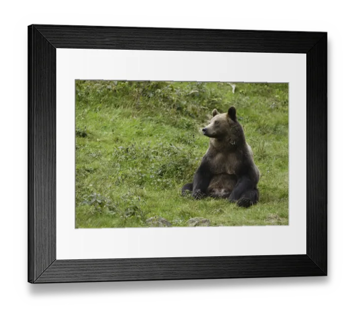 Framed Print : Brown bear (Ursus arctos)