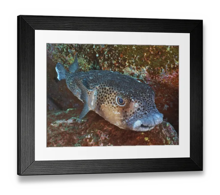 Framed Print : Grey hedgehogfish (Chilomycterus reticulates)