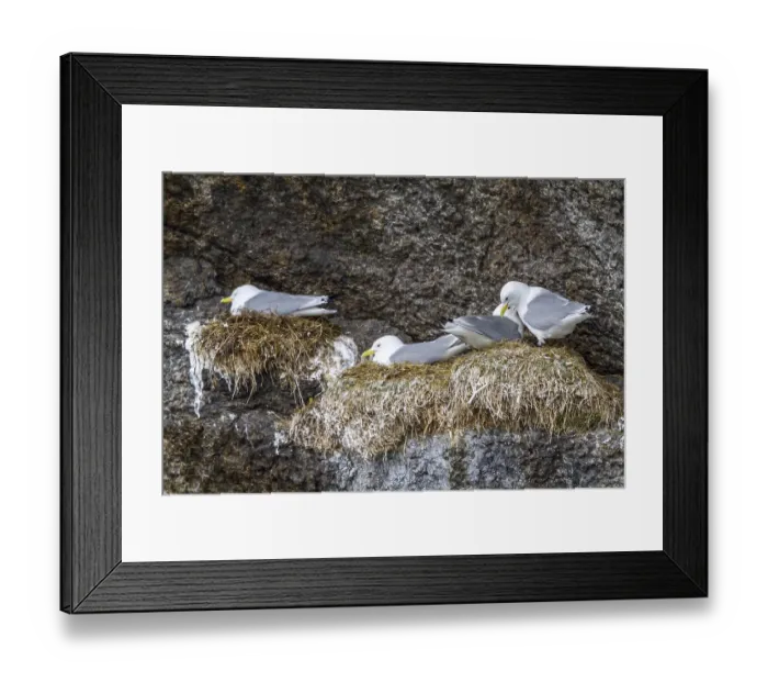 Framed Print : Black-legged kittiwake (Rissa tridactyla)