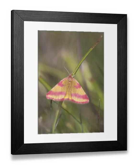 Framed Print : Dock purple moth (Lythria cruentaria)