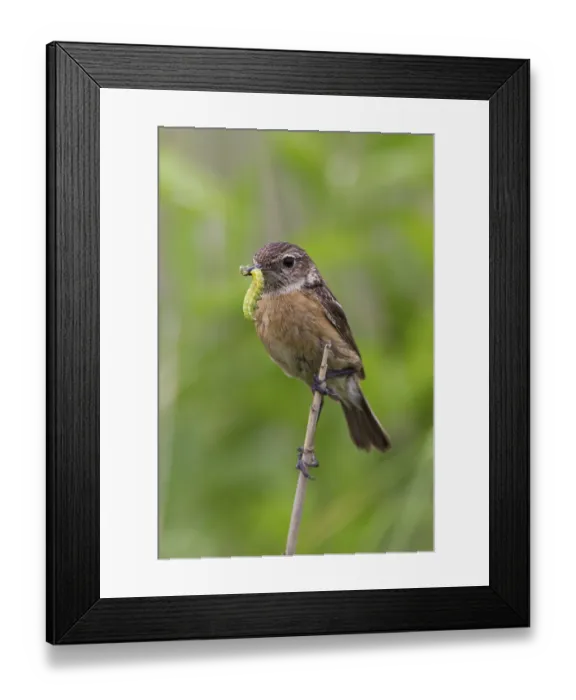 Framed Print : Stonechat (Saxicola torquata)