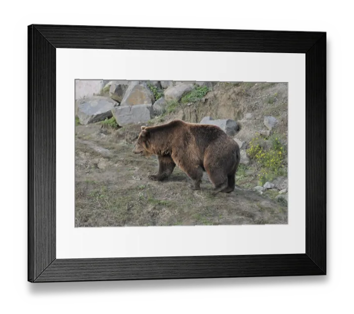 Framed Print : Brown bear (Ursus arctos)