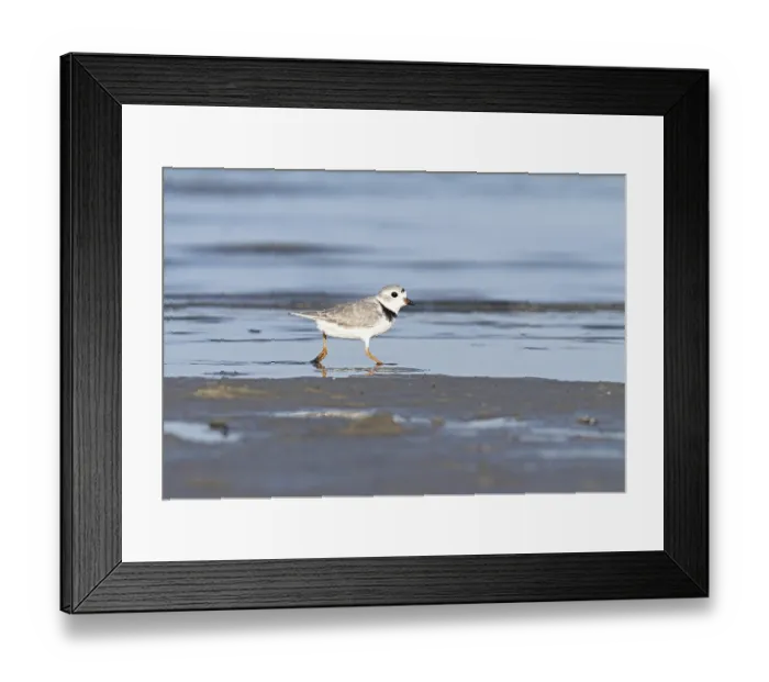 Framed Print : Ringed Plover (Charadrius melodus)