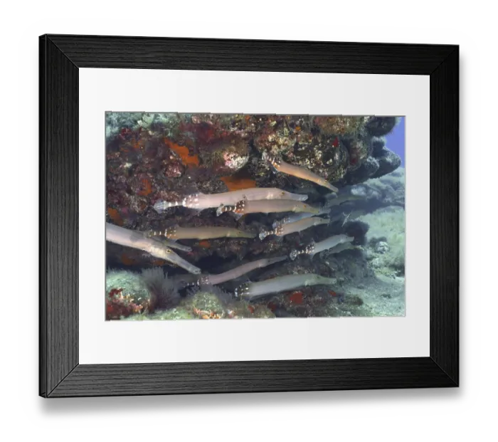 Framed Print : Atlantic cornetfish (Aulostomus strigosus)