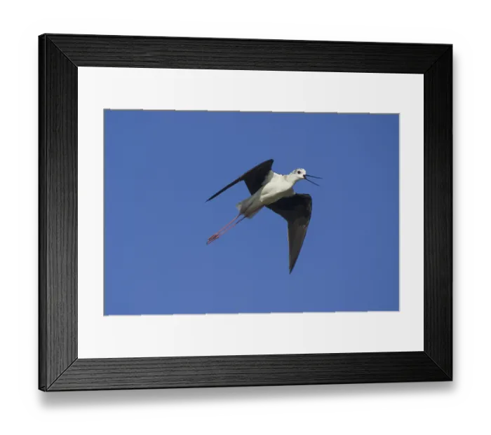 Framed Print : Black-winged Stilt (Himantopus himantopus) Framed Print : Black-winged Stilt (Himantopus himantopus)
