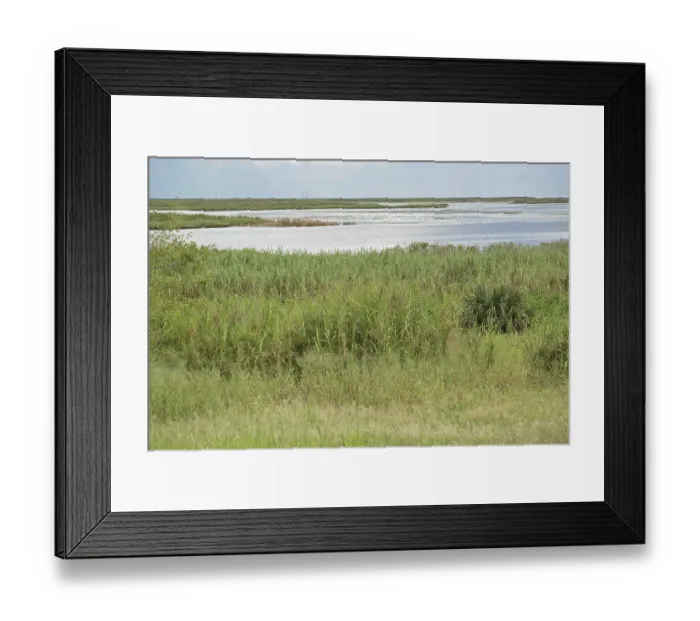 Framed Print : Everglades Alligator Habitat
