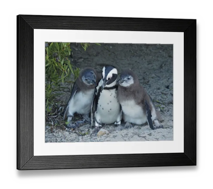 Framed Print : African penguin chick (Spheniscus demersus)
