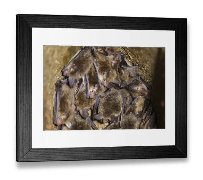 Framed Print : Bechstein's bat (Myotis bechsteinii) Bechstein's bat (Myotis bechsteinii)
