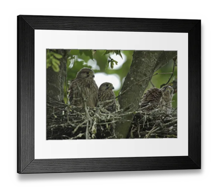 Framed Print : Kestrel (Falco tinnunculus) Framed Print : Kestrel (Falco tinnunculus)