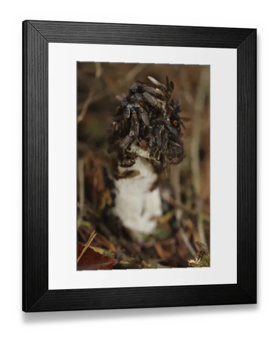 Framed Print : Common stinkhorn (Phallus impudicus)
