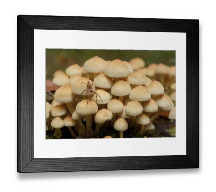 Framed Print : Sulphur tuft (Hypholoma fasciculare)