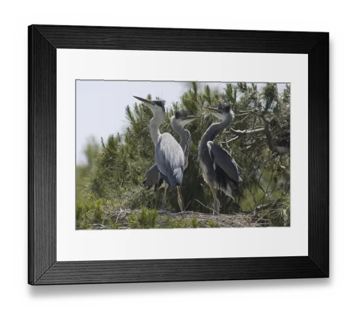 Framed Print : Grey heron (Ardea cinerea) Framed Print : Grey heron (Ardea cinerea)