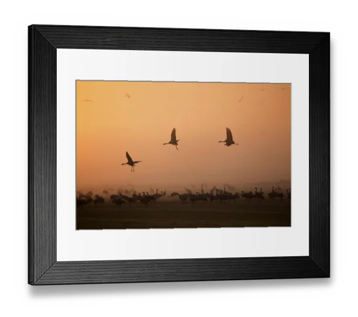 Framed Print : Common Cranes (Grus grus) in flight Framed Print : Common Cranes (Grus grus) in flight