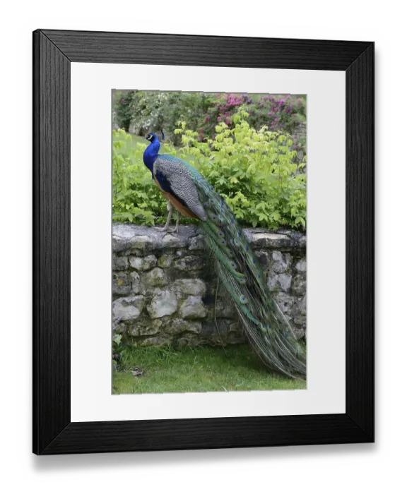 Framed Print : Blue Peacock, Pavo cristatus