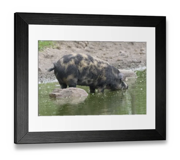 Framed Print : Turopolje-Domestic Pig (Sus scrofa domesticus)