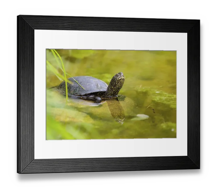 Framed Print : A European pond turtle (Emys orbicularis) rests in shallow water on a stone lying in the pond
