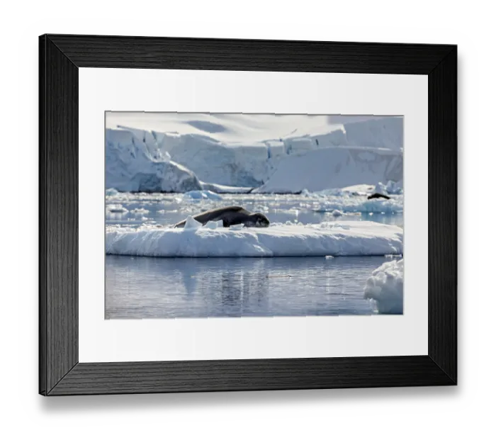 Framed Print : A seal rests on an ice floe in Arctic waters in front of an impressive glacier backdrop Framed Print : A seal rests on an ice floe in Arctic waters in front of an impressive glacier backdrop