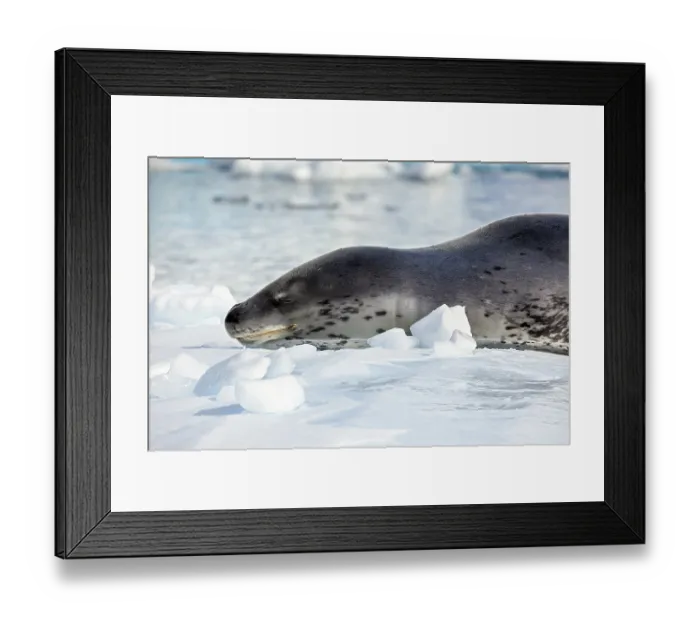 Framed Print : Close-up of a relaxed seal on snow in an icy environment