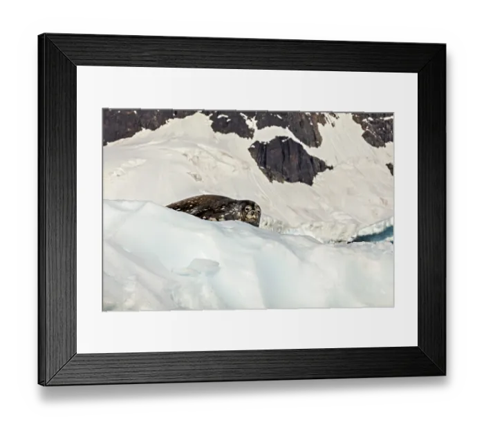 Framed Print : A seal rests on a patch of ice in front of snow-covered rocks in a cold Arctic landscape Framed Print : A seal rests on a patch of ice in front of snow-covered rocks in a cold Arctic landscape
